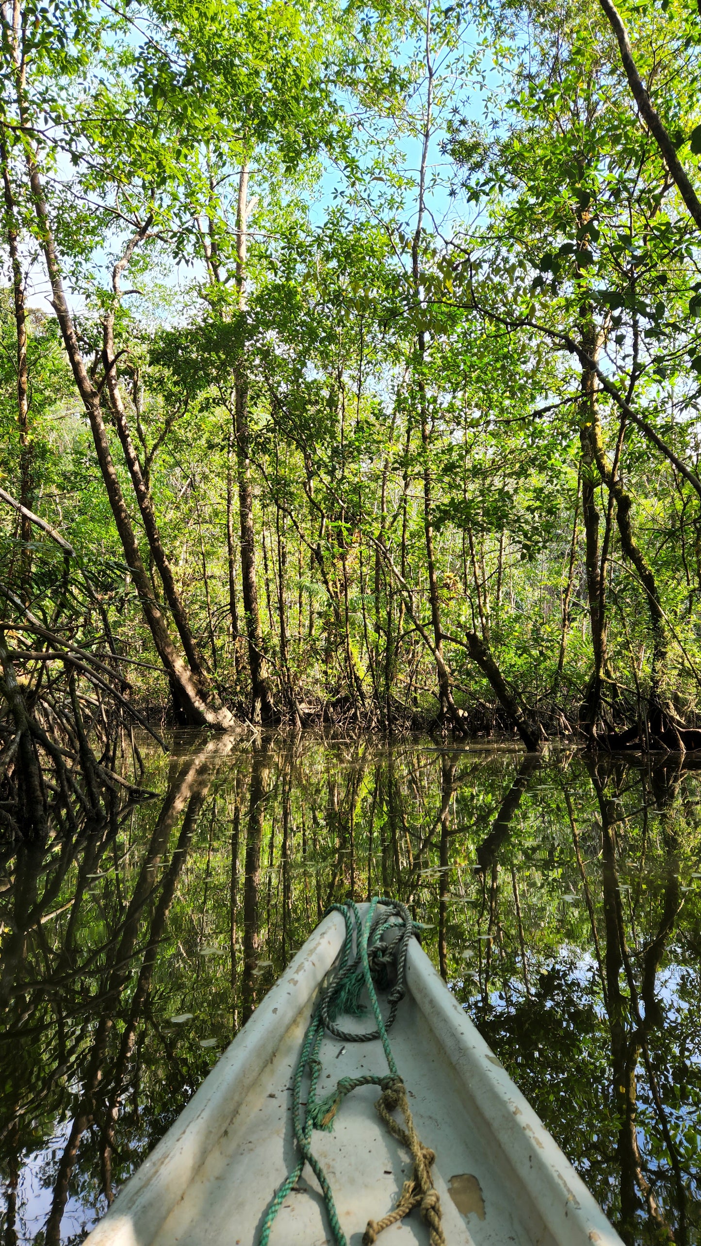 Manglar: Recorrido por el Estero y Manglar Ladrilleros.