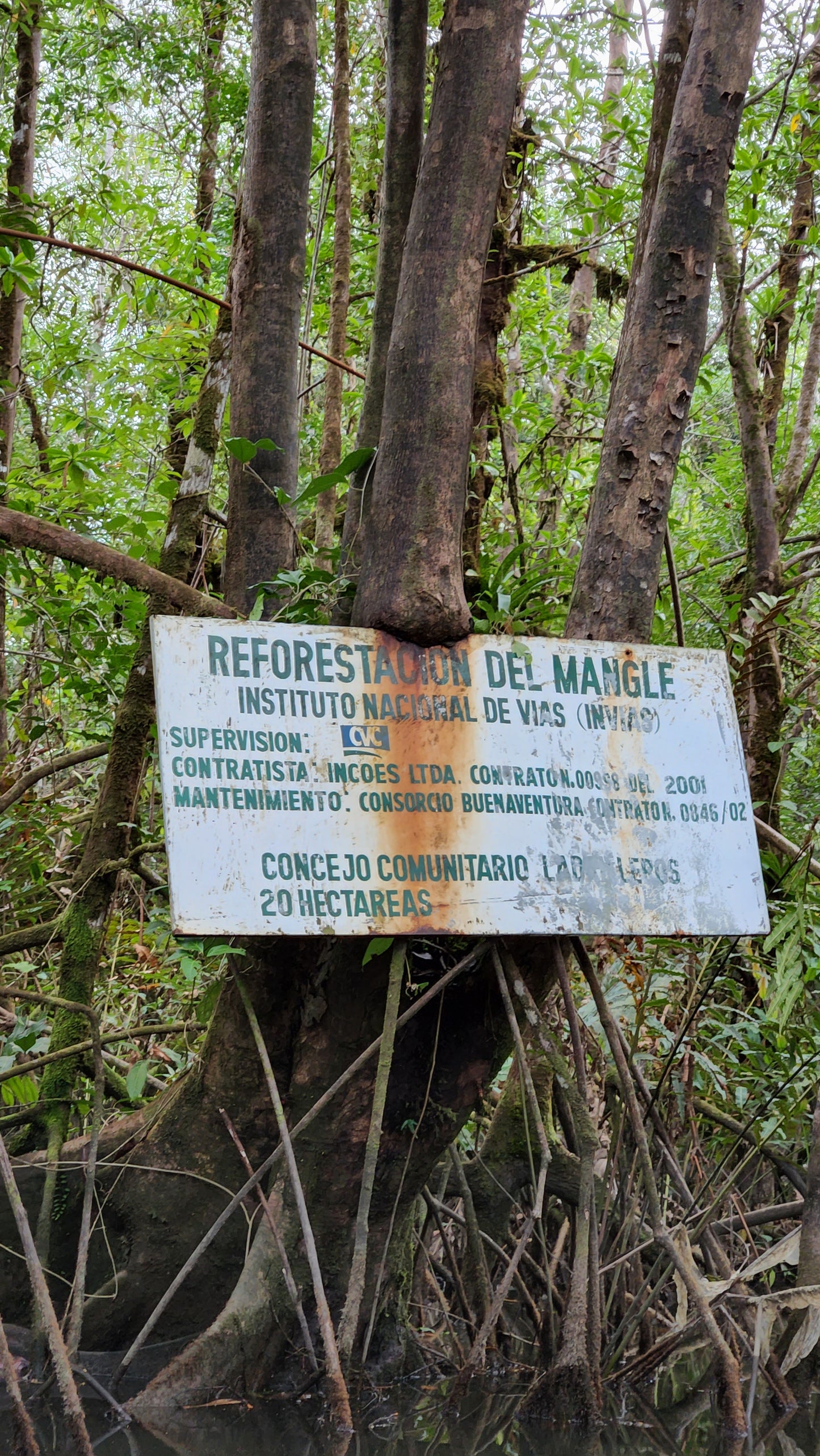 Manglar: Recorrido por el Estero y Manglar Ladrilleros.