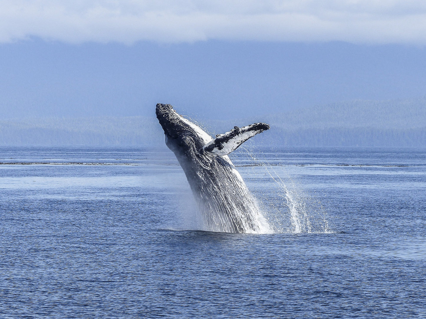 Yubartas: Avistamiento de Ballenas