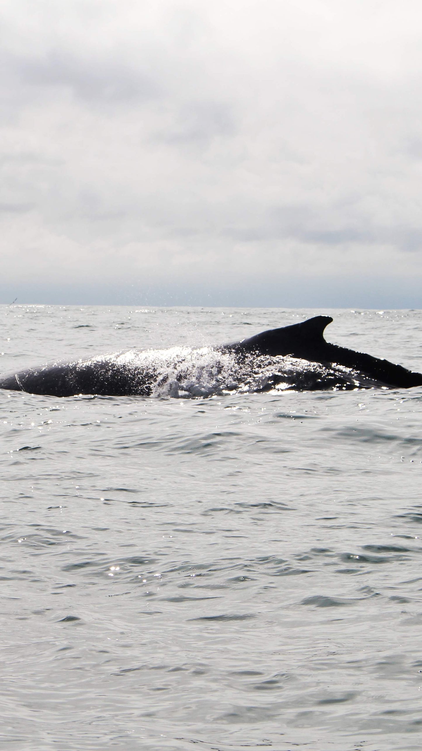 Yubartas: Avistamiento de Ballenas