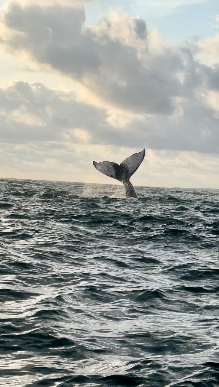 Yubartas: Avistamiento de Ballenas